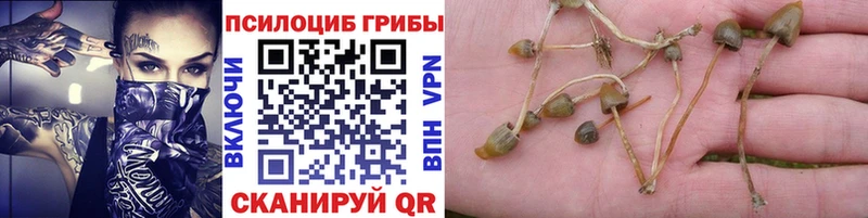 где найти наркотики  Полесск  Псилоцибиновые грибы мухоморы 